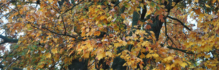 Herbstmorgen  in Hedersleben